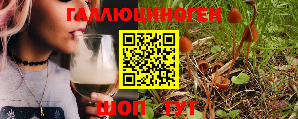 Галлюциногенные грибы Psilocybine cubensis Сибай
